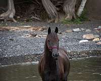 ridden-western-sport-gelding