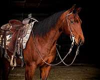 breeding-quarter-horse