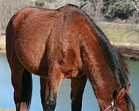 bay-hind-socks-horse