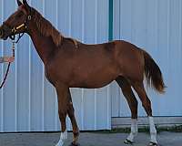 chestnut-starstripe-3-whites-horse