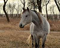 grey-dappled-fleabitten-face-horse