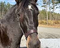 been-there-done-that-morgan-horse