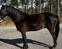 beginners-morgan-horse