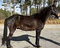 cantering-morgan-horse