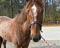 broke-well-gelding