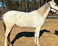 pure-white-mare