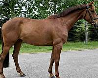 champion-warmblood-horse