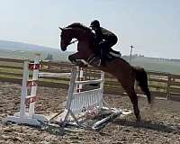 hunt-seat-equitation-warmblood-horse