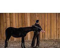 gaited-project-tennessee-walking-horse