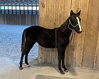 gaited-project-weanling