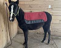 black-gaited-project-horse