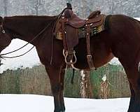 barrel-quarter-horse