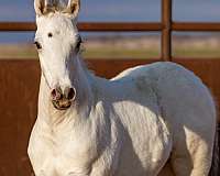 homozygous-black-appaloosa-pony