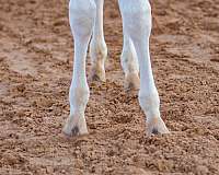 homozygous-appaloosa-pony