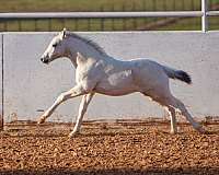 reined-cow-appaloosa-pony