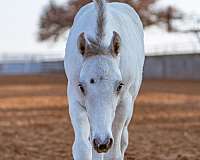 reining-appaloosa-pony