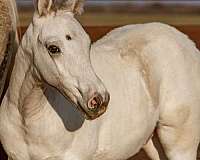 triple-homozygous-appaloosa-pony