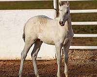 triple-homozygous-stallion