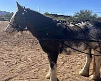 due-to-foal-gypsy-vanner-horse