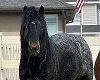 pulling-gypsy-vanner-horse