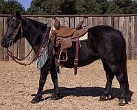 natural-horsemanship-training-pony