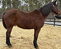 perfect-manners-draft-horse