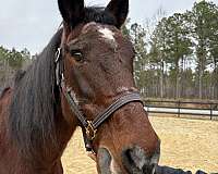 reins-draft-horse