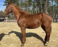 trot-draft-horse