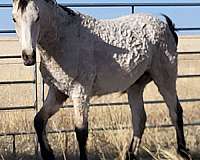 buckskin-colt-bashkir-curly-horse