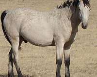 priced-right-bashkir-curly-horse