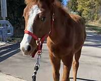 red-roan-roan-draft-colt