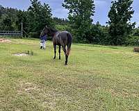 tennessee-walking-horse