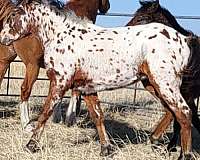 appaloosa-bashkir-curly-horse