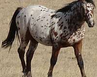 appaloosa-colt-bashkir-curly-horse