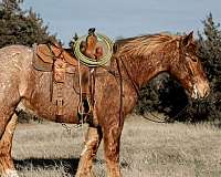 all-around-draft-horse