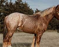 draft-horse