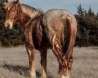 driving-draft-horse