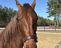 canters-morgan-horse