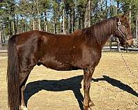 collected-morgan-horse