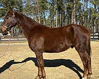 day-morgan-horse