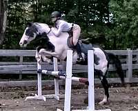 barrel-racing-paint-pony