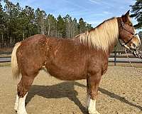 four-year-old-belgian-horse