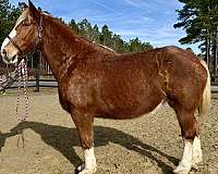 great-on-the-trails-belgian-horse