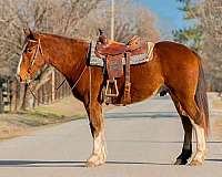 english-pleasure-draft-horse