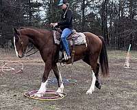 racing-draft-horse