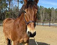 barn-belgian-horse