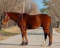 high-draft-horse