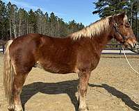 anything-belgian-horse