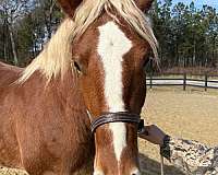 fella-belgian-horse