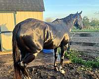 barrel-racing-quarter-pony